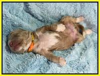 Kenzie Dansby 1 week old 291