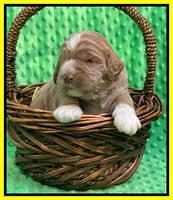 Kenzie Dansby 2 week old 301
