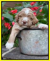 Kenzie Dansby 3 week old 421