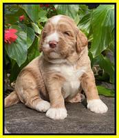 Kenzie Dansby 3 week old 431