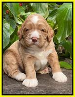 Kenzie Dansby 3 week old 441