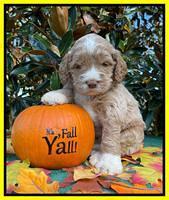 Kenzie Dansby 4 week old 321