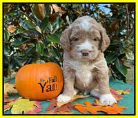 Kenzie Dansby 4 week old 351