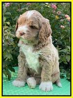 Kenzie Dansby 5 week old 401