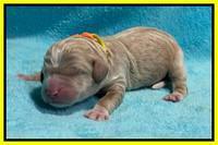 Kenzie Dansby pups newborn 191