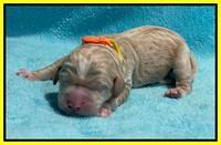 Kenzie Dansby pups newborn 201