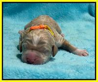 Kenzie Dansby pups newborn 211