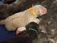 Kenzie Dansby pups newborn 221