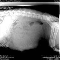 Kenzie Dansby xrays day 56 preg 2 view