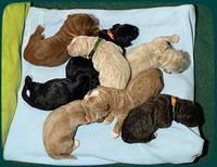 Kenzie Flynn pups 1 week old 291