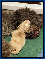 Kenzie Flynn pups 1 week old 11