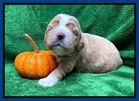 Kenzie Flynn pups 2 wks old 111