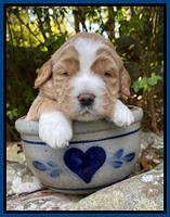 Kenzie Flynn pups 3 wks old 31