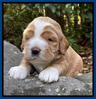 Kenzie Flynn pups 3 wks old 81