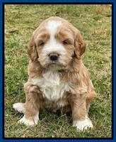Kenzie Flynn pups 5 wks old 21