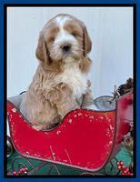 Kenzie Flynn pups 6 wks old 41