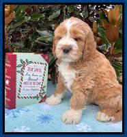 Kenzie Flynn pups 7 wks old 11