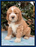 Kenzie Flynn pups 7 wks old 31