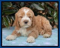 Kenzie Flynn pups 7 wks old 51