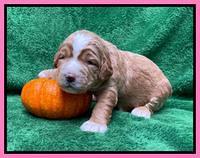 Kenzie Flynn pups 2 wks old 151