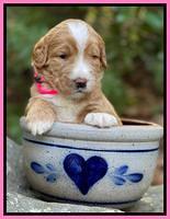 Kenzie Flynn pups 3 wks old 101