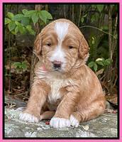 Kenzie Flynn pups 3 wks old 121