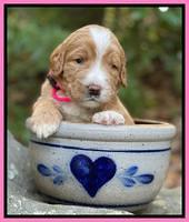 Kenzie Flynn pups 3 wks old 91