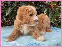 Kenzie Flynn pups 7 wks old 111