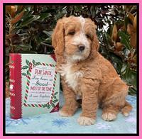 Kenzie Flynn pups 7 wks old 61