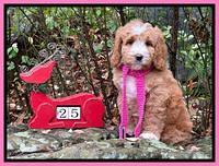 Kenzie Flynn pups 8 wks old 141