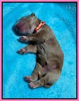 Kenzie Newborn pics 41