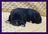 Kenzie Flynn pups 1 week old 121