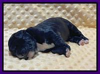 Kenzie Flynn pups 1 week old 81