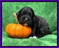 Kenzie Flynn pups 2 wks old 161