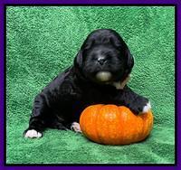 Kenzie Flynn pups 2 wks old 171