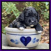 Kenzie Flynn pups 3 wks old 151