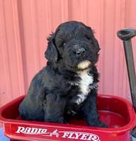 Kenzie Flynn pups 4 wks old 15!