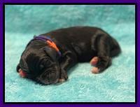 Kenzie Newborn pics 51