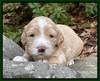 Kenzie Flynn pups 3 wks old 201