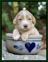 Kenzie Flynn pups 3 wks old 221