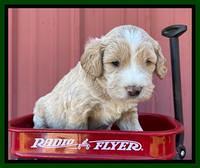 Kenzie Flynn pups 4 wks old 22!