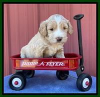 Kenzie Flynn pups 4 wks old 23!