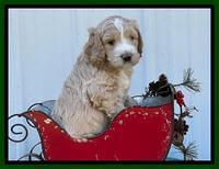 Kenzie Flynn pups 6 wks old 221
