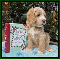 Kenzie Flynn pups 7 wks old 221