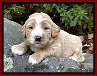 Kenzie Flynn pups 3 wks old 251