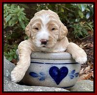 Kenzie Flynn pups 3 wks old 261