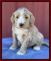 Kenzie Flynn pups 4 wks old 25!