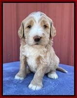 Kenzie Flynn pups 4 wks old 26!