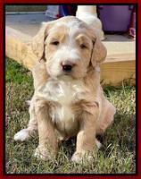 Kenzie Flynn pups 5 wks old 211