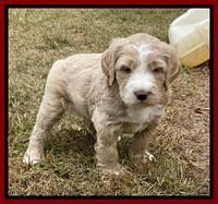 Kenzie Flynn pups 5 wks old 221